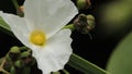 beautiful yellow staments of white water jasmine petals