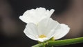 beautiful yellow staments of white water jasmine petals