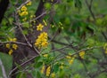 Beautiful Yellow Star Shaped Flowers growing on the green tree Royalty Free Stock Photo