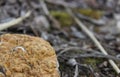 A beautiful yellow stone with the prints of small clams.