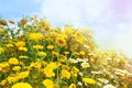 Beautiful yellow sumemr flowers Royalty Free Stock Photo