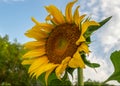 Beautiful yellow sun flower against blue sky and white cloud in nature Royalty Free Stock Photo
