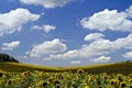 Beautiful yellow sunflower Royalty Free Stock Photo