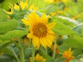 Beautiful yellow Sunflower Royalty Free Stock Photo