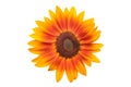 Beautiful yellow Sunflower Royalty Free Stock Photo