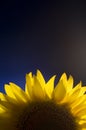 Beautiful yellow sunflower Royalty Free Stock Photo
