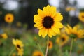 Beautiful Yellow Sunflower in Bangladesh. This image captured by me from Rangpur Jamidar Bari Flower Garden Royalty Free Stock Photo