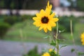 Beautiful Yellow Sunflower in Bangladesh. This image captured by me from Rangpur Jamidar Bari Flower Garden Royalty Free Stock Photo