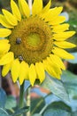 Beautiful Yellow Sunflower with Bee Royalty Free Stock Photo