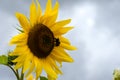 Beautiful yellow sunflower with a bee in front of a cloudy sky Royalty Free Stock Photo