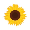 Beautiful yellow Sunflower bloom vector illustration Royalty Free Stock Photo