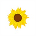 beautiful yellow sunflower bloom vector Royalty Free Stock Photo