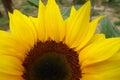 Beautiful yellow sunflower blooming Royalty Free Stock Photo