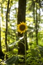 Beautiful yellow sunflower blooming Royalty Free Stock Photo