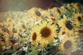 Beautiful yellow sunflower blooming in summer field Royalty Free Stock Photo