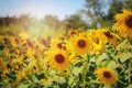 Beautiful yellow sunflower blooming in summer field Royalty Free Stock Photo