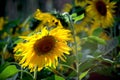 Beautiful yellow sunflower blooming in summer field Royalty Free Stock Photo