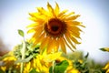 Beautiful yellow sunflower blooming in summer field Royalty Free Stock Photo