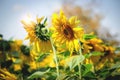 Beautiful yellow sunflower blooming in summer field Royalty Free Stock Photo