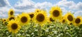 Beautiful yellow sunflower blossoms, agricultural field, cloudy sky Royalty Free Stock Photo