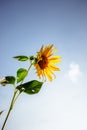 Beautiful yellow sunflower with blue sky background Royalty Free Stock Photo