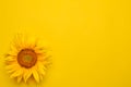 beautiful yellow sunflower on a bright yellow background. view from above. with place for inscription Royalty Free Stock Photo