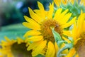 Beautiful yellow sunflower with bumble bee. Sunflowers (Helianthus annuus) is an annual plant with a large daisy-like flower face Royalty Free Stock Photo