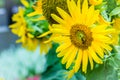 Beautiful yellow sunflower with bumble bee. Sunflowers (Helianthus annuus) is an annual plant with a large daisy-like flower face Royalty Free Stock Photo