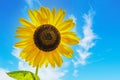 Beautiful yellow sunflower - Closeup against blue sky with whispy clouds Royalty Free Stock Photo