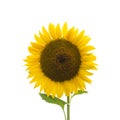 Beautiful yellow sunflower closeup on white background Royalty Free Stock Photo