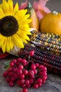 Beautiful Yellow Sunflower, Fall Maple Leaves, Red Berries and Colored Corn on a Cob on Barn Wood Royalty Free Stock Photo