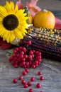 Beautiful Yellow Sunflower, Fall Maple Leaves, Red Berries and Colored Corn on a Cob on Barn Wood Royalty Free Stock Photo