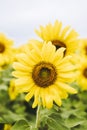 Beautiful yellow sunflower in a field