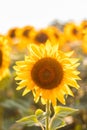 Beautiful yellow sunflower flower in a yellow natural endless field on a sunny day. Summer concept. Vertical photo for Royalty Free Stock Photo