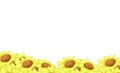 Beautiful yellow Sunflower garden on the white background. Royalty Free Stock Photo