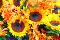 Beautiful yellow sunflower group with light orange orchid, pastel, beautiful in nature. Royalty Free Stock Photo