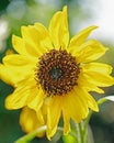 Close up of a single yellow sunflower in full flower Royalty Free Stock Photo