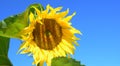 Beautiful yellow sunflower head, helianthus annuus in bloom against blue sky in the field Royalty Free Stock Photo