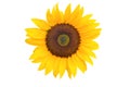 Beautiful yellow sunflower isolated Royalty Free Stock Photo