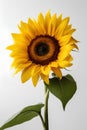 Beautiful yellow sunflower isolated on white background. Close-up. Royalty Free Stock Photo