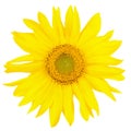 Beautiful yellow sunflower Royalty Free Stock Photo