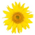 Beautiful yellow sunflower Royalty Free Stock Photo