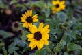 Beautiful yellow sunflower-like flowers grow in the park as ornamental flowers. Helianthus Petiolaris. Royalty Free Stock Photo