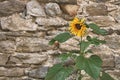 Beautiful yellow sunflower on old stone wall background Royalty Free Stock Photo