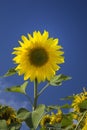 Beautiful yellow sunflower over blue sky Royalty Free Stock Photo