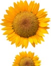 Beautiful yellow Sunflower petals closeup Royalty Free Stock Photo