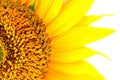 Beautiful yellow Sunflower petals closeup Royalty Free Stock Photo