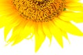 Beautiful yellow Sunflower petals closeup Royalty Free Stock Photo