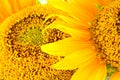 Beautiful yellow Sunflower petals closeup Royalty Free Stock Photo