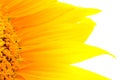 Beautiful yellow Sunflower petals closeup Royalty Free Stock Photo